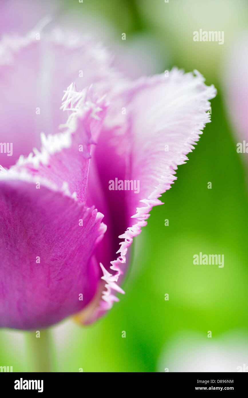 Fiori: unico viola tulip sul naturale sfondo sfocato, bassa DOF, soft focus close-up shot. Foto Stock