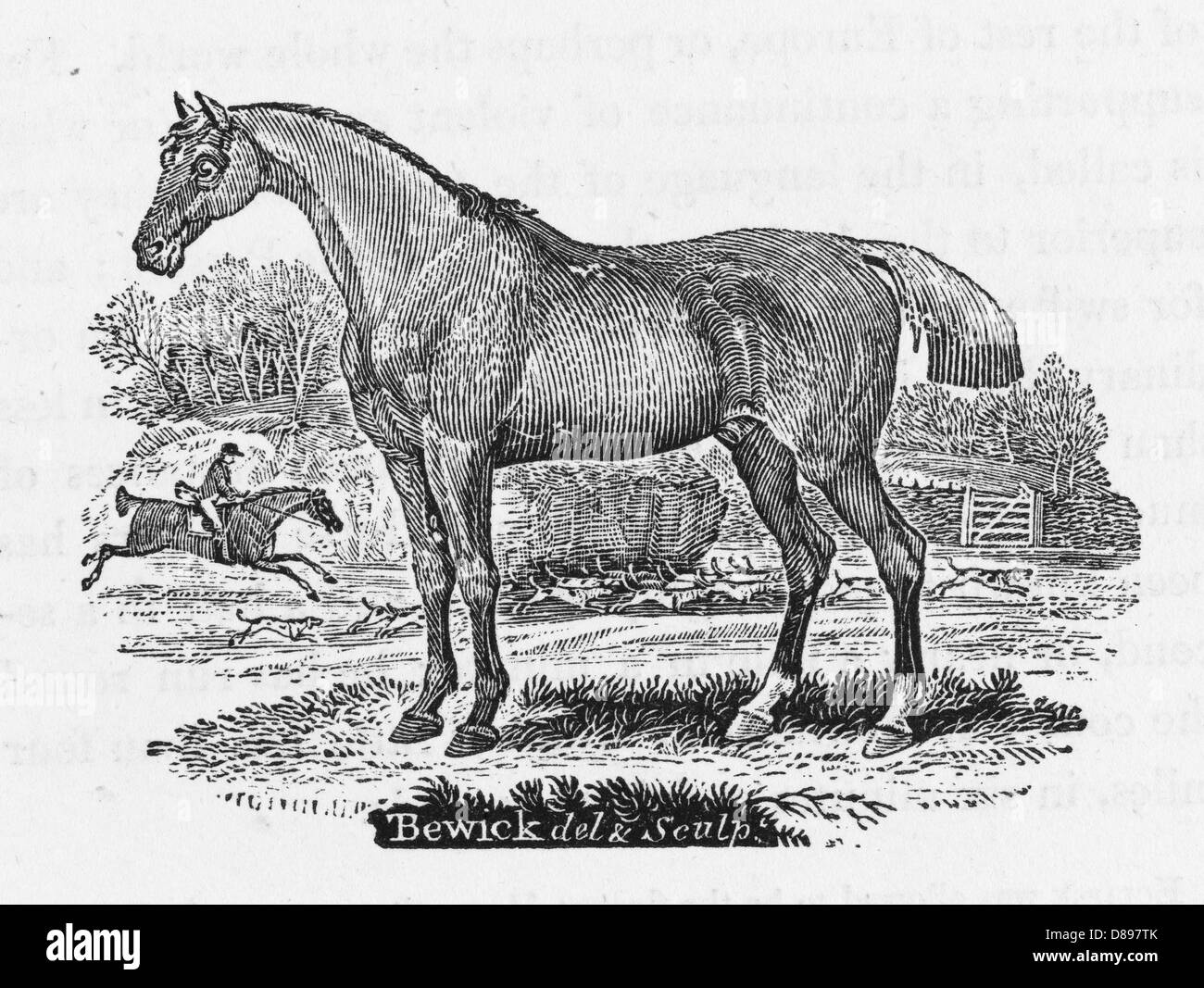 CAVALLO BEWICK HUNTER Foto Stock