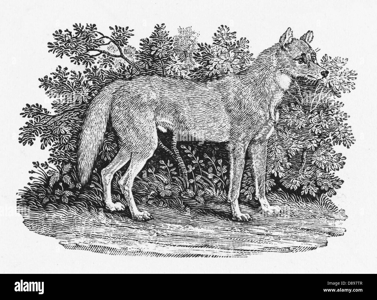 Bewick Dingo Foto Stock
