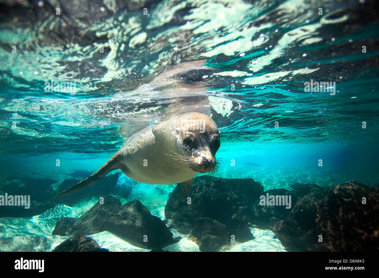 Curioso sea lion subacquei isole Galapagos Foto Stock
