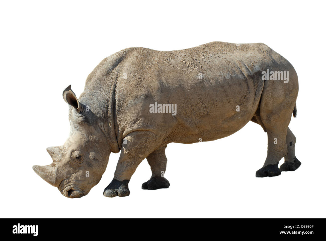 Rinoceronte bianco (Ceratotherium simum) vista di profilo isolato su sfondo bianco Foto Stock