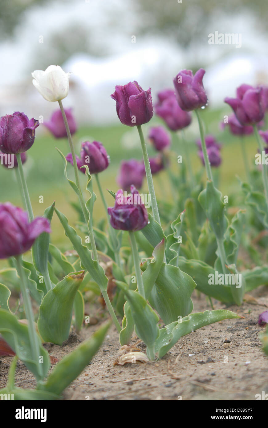 Tulipani viola e un tulipano bianco al Tulip Time Festival in Olanda, Michigan Foto Stock