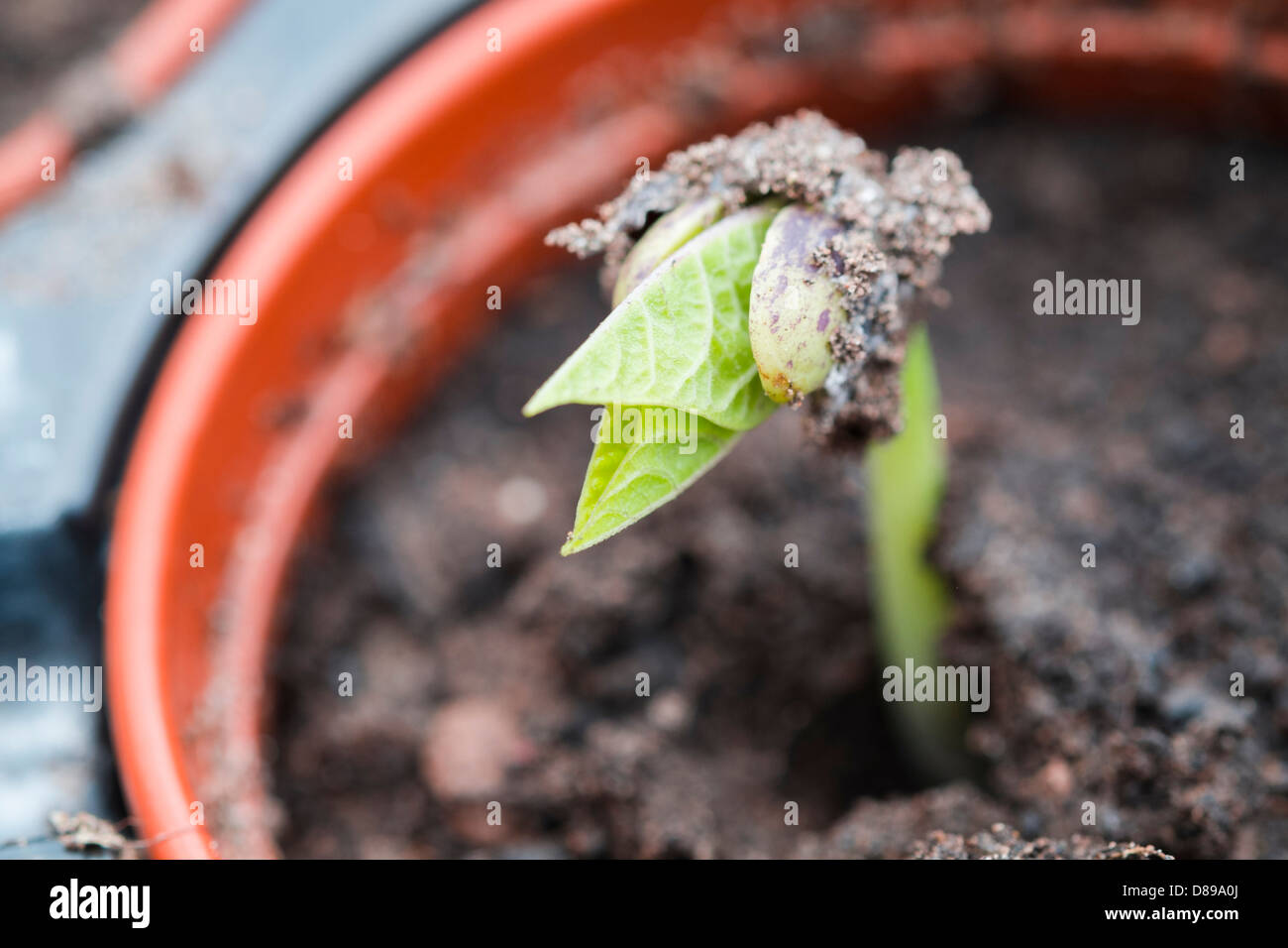 Crescere il proprio cibo, Cherokee Bean Francese di piantine. Foto Stock