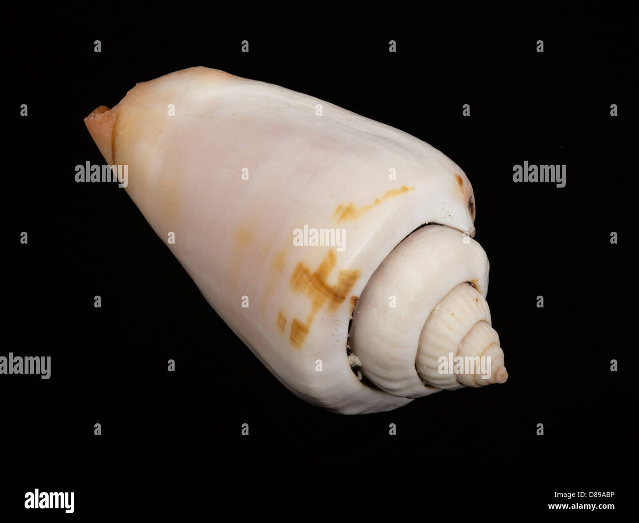 Molluschi bianco isolato su sfondo nero Foto Stock