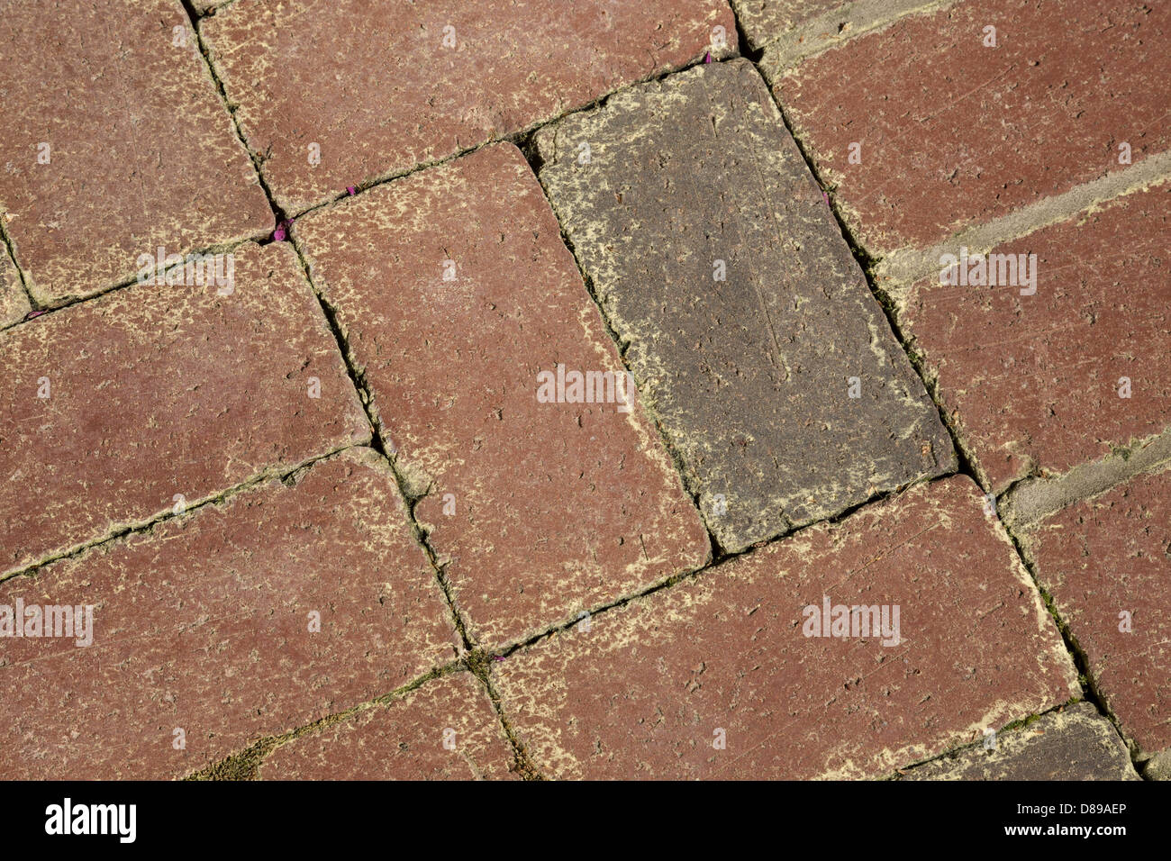 Passerella in mattoni con il polline Foto Stock