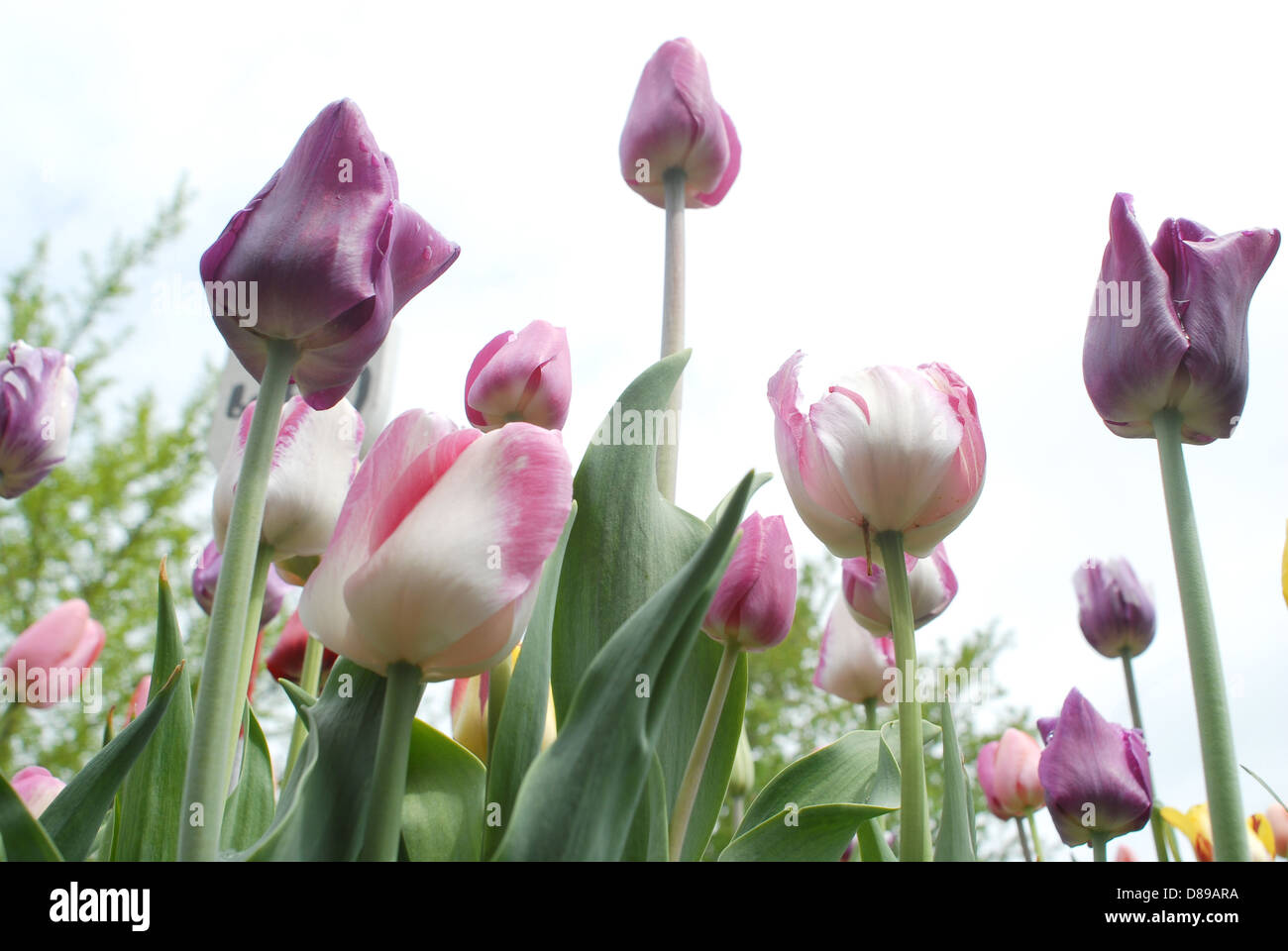 Letto di tulipani in Tulip Time Festival in Olanda, Michigan Foto Stock