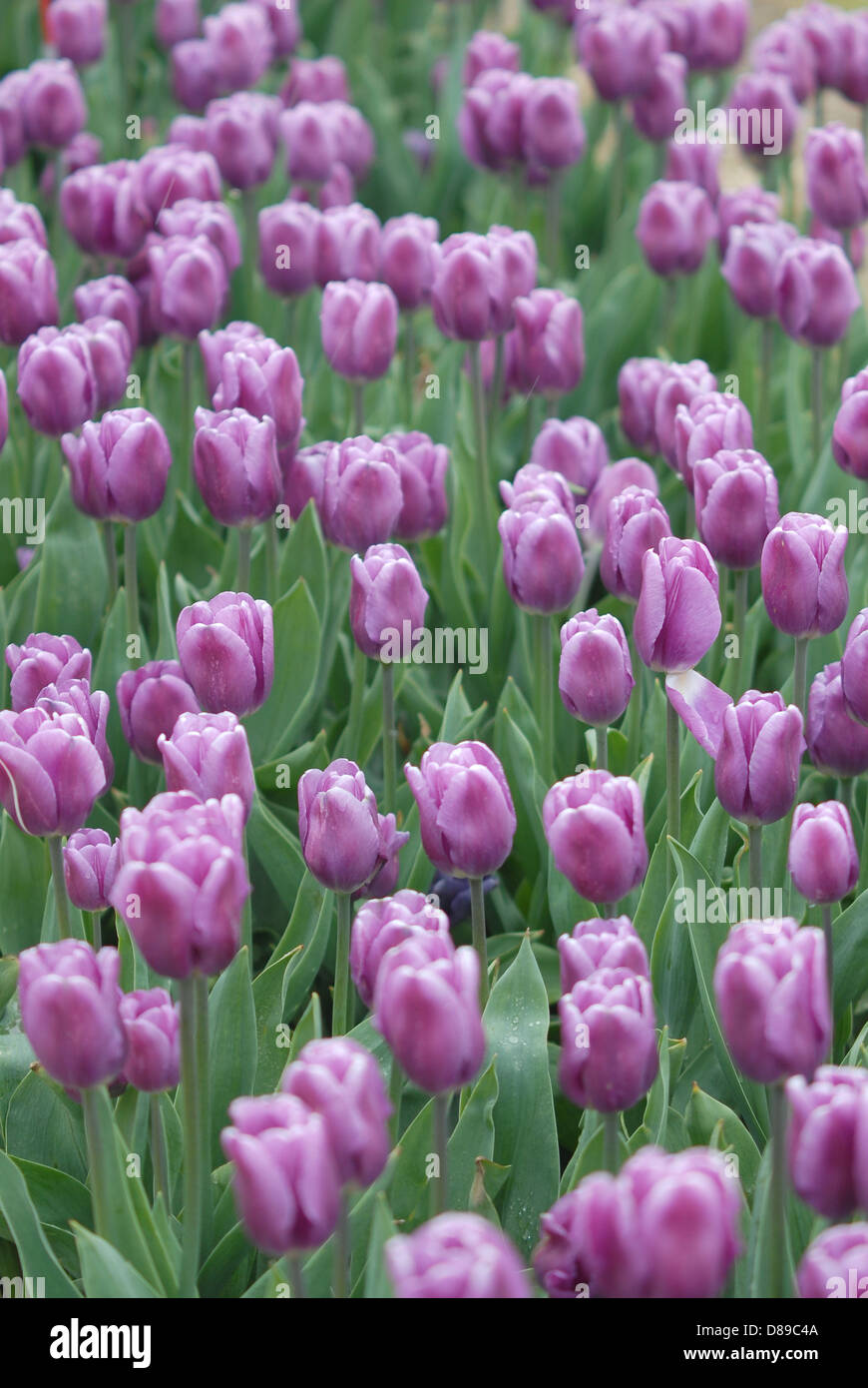 Tulipani viola al Tulip Time Festival in Olanda, Michigan Foto Stock