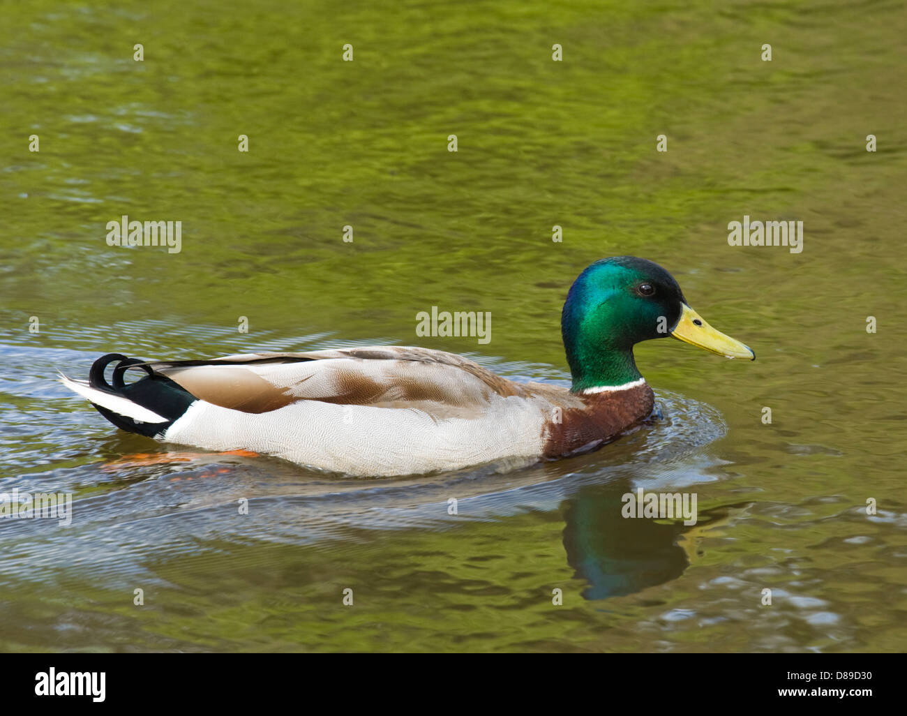 Il Germano Reale maschio, Ano platyrhynchos. Foto Stock