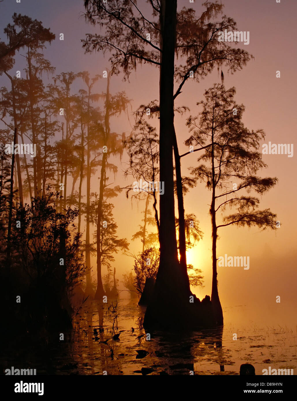 La palude di Okefenokee, situata in Georgia e Florida, è una grande zona umida biodiversificata. Conosciuta per la sua ricca fauna selvatica e i paesaggi suggestivi, la palude presenta una vegetazione lussureggiante ed ecosistemi unici. La sagoma degli alberi contro un vivace cielo al tramonto crea una scena mozzafiato, che mostra la bellezza di questo habitat naturale. È un luogo popolare per gli amanti della fauna selvatica e per i fotografi della natura. Foto Stock