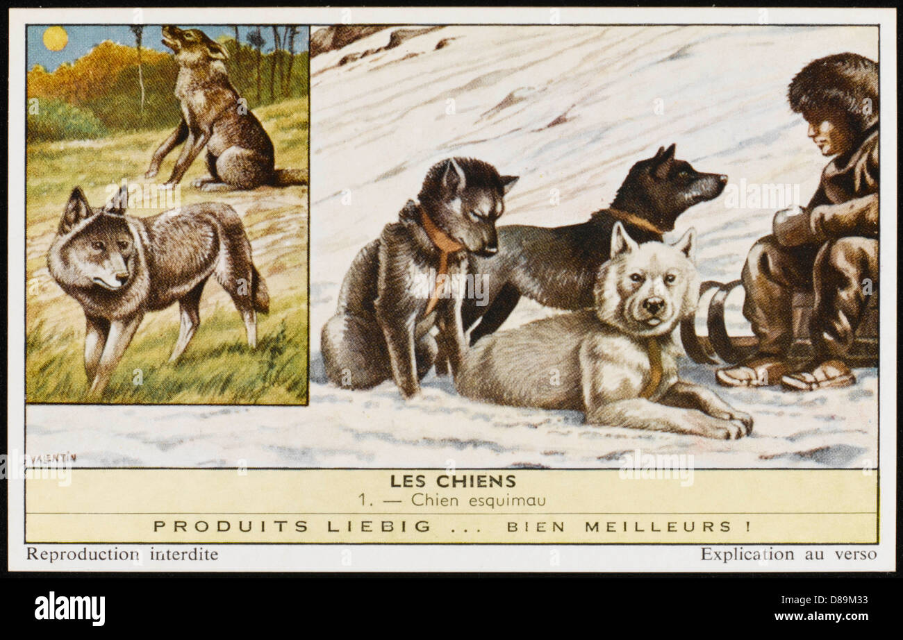 CANI ESKIMO Foto Stock