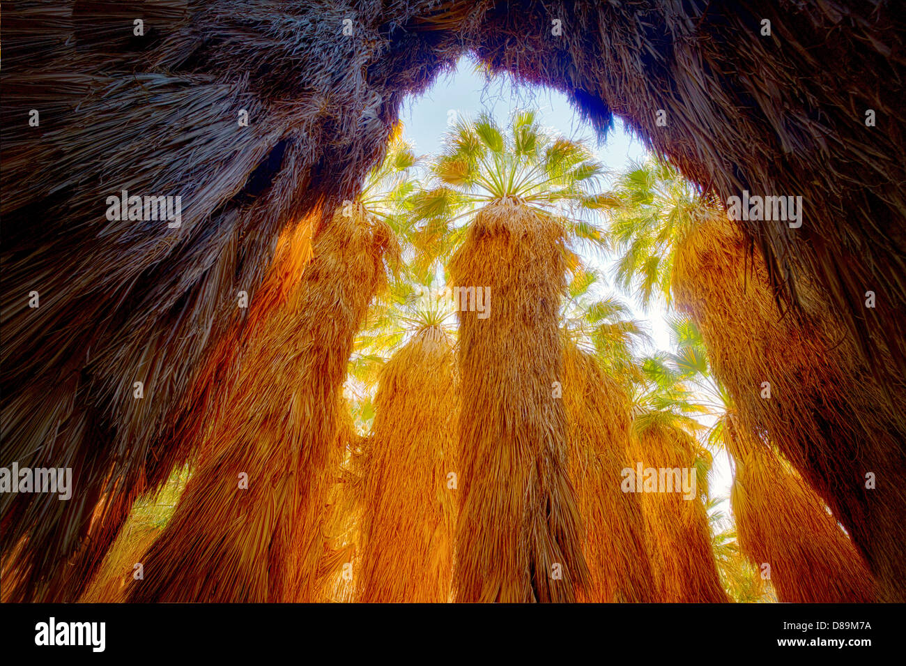 Guardando in alto nella scanalatura della ventola della California Palm. Coachella Valley preservare. California Foto Stock