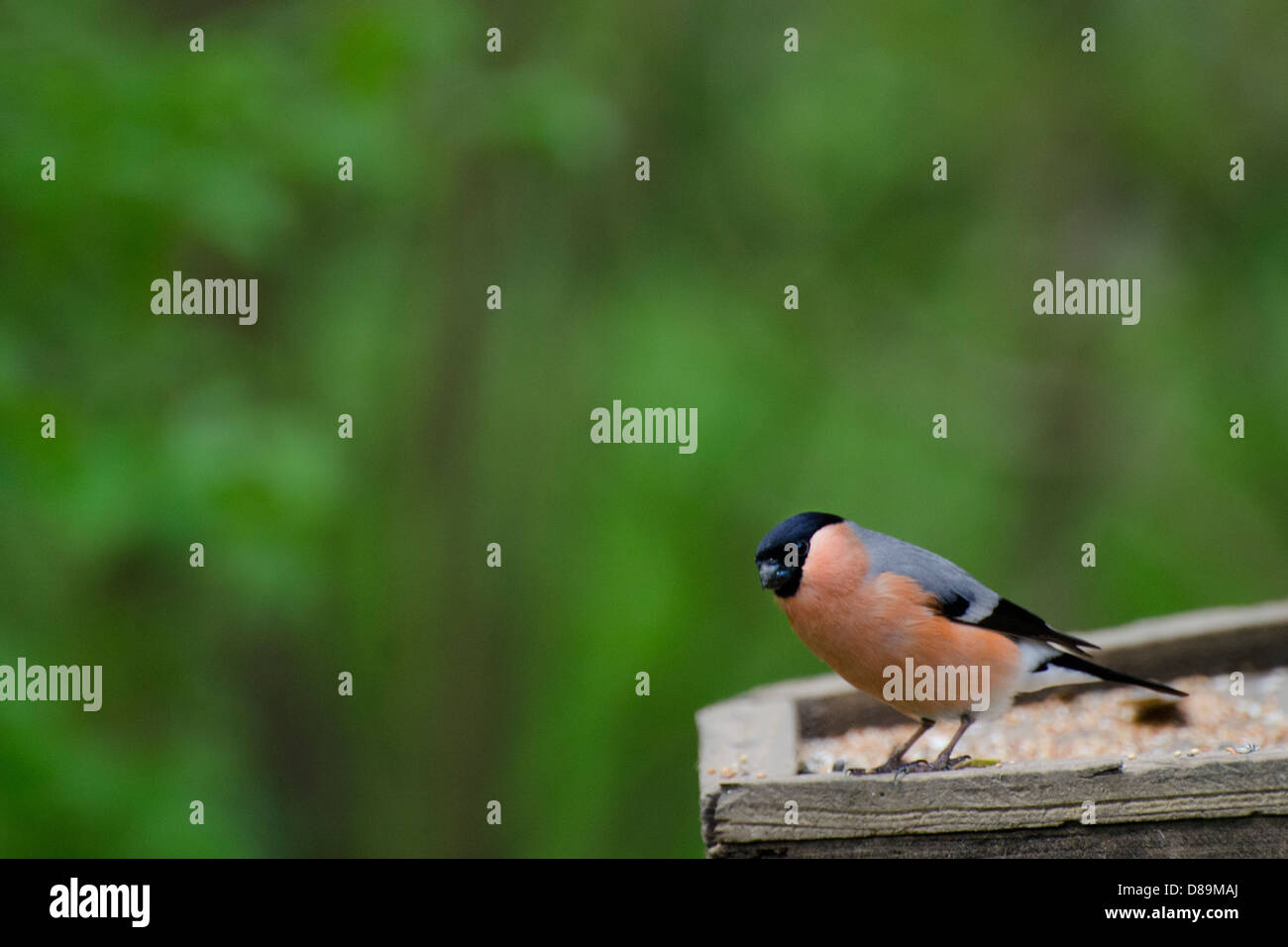 Bullfinch maschio sulla tabella degli uccelli Foto Stock