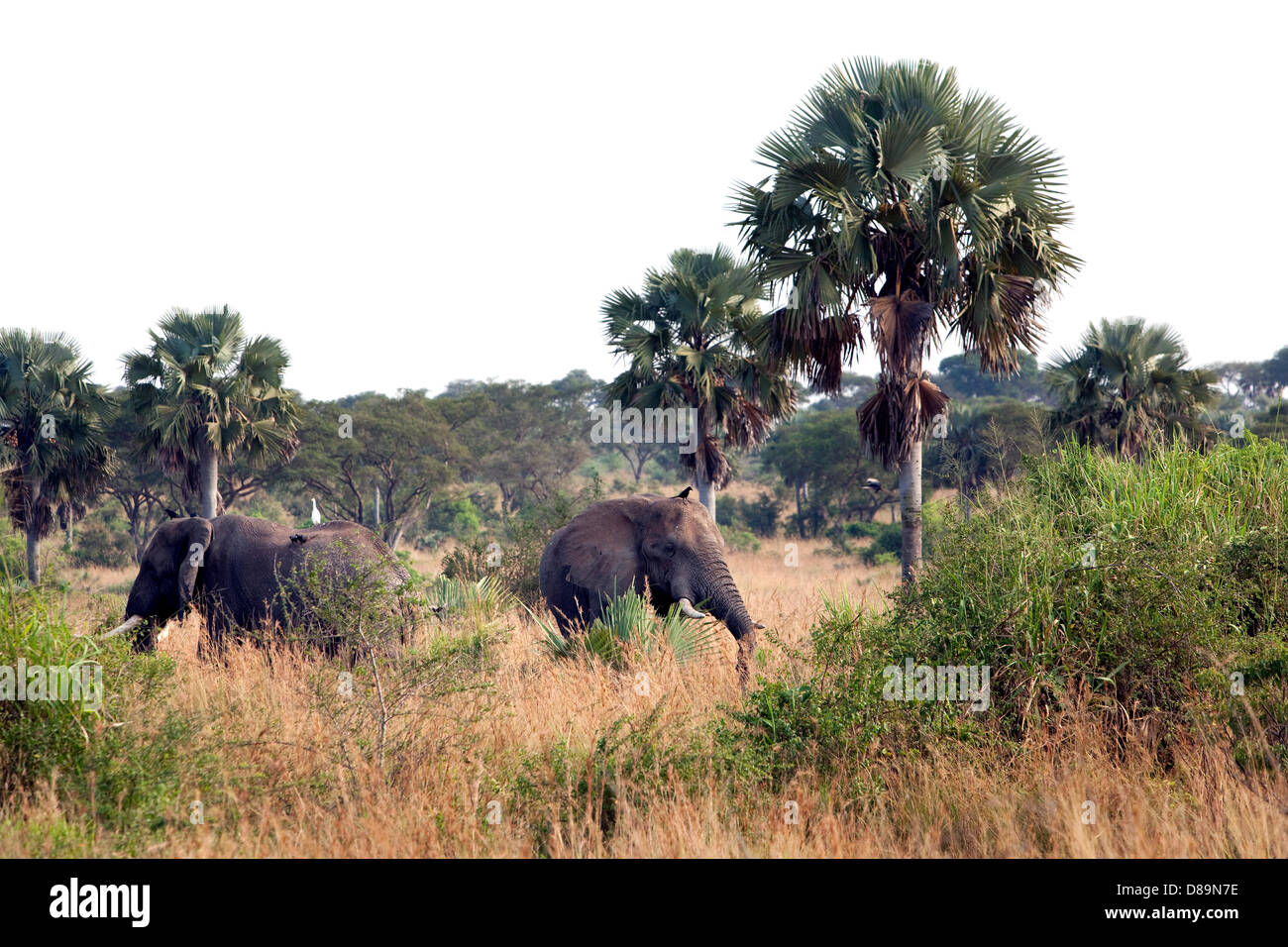 L' elefante africano è una specie della famiglia di elefanti. Attualmente egli è il vivente più grande mammifero terrestre. Il precedentemente considerata come una sottospecie di elefante africano Elefante di foresta è ora considerato come un tipo separato. L' elefante africano è uno di t Foto Stock