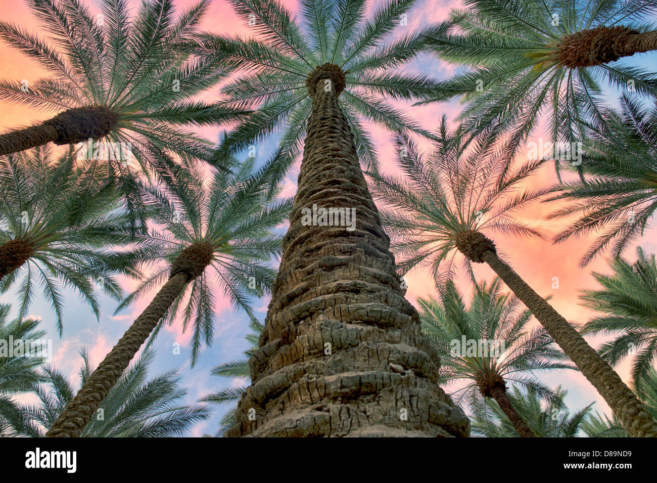 Guardando in alto nella ventola della California palme con sunrise nuvole. Palm Desert, California Foto Stock