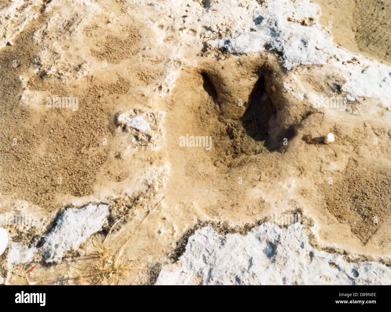 DINOSAURI TRACKS/TEXAS Foto Stock