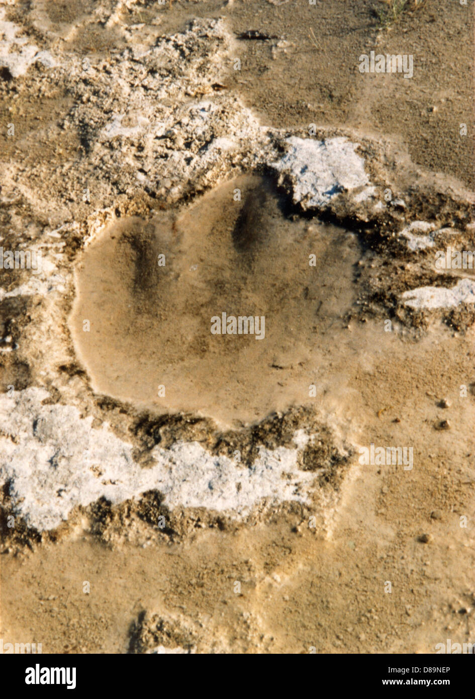 DINOSAURI TRACKS/TEXAS Foto Stock