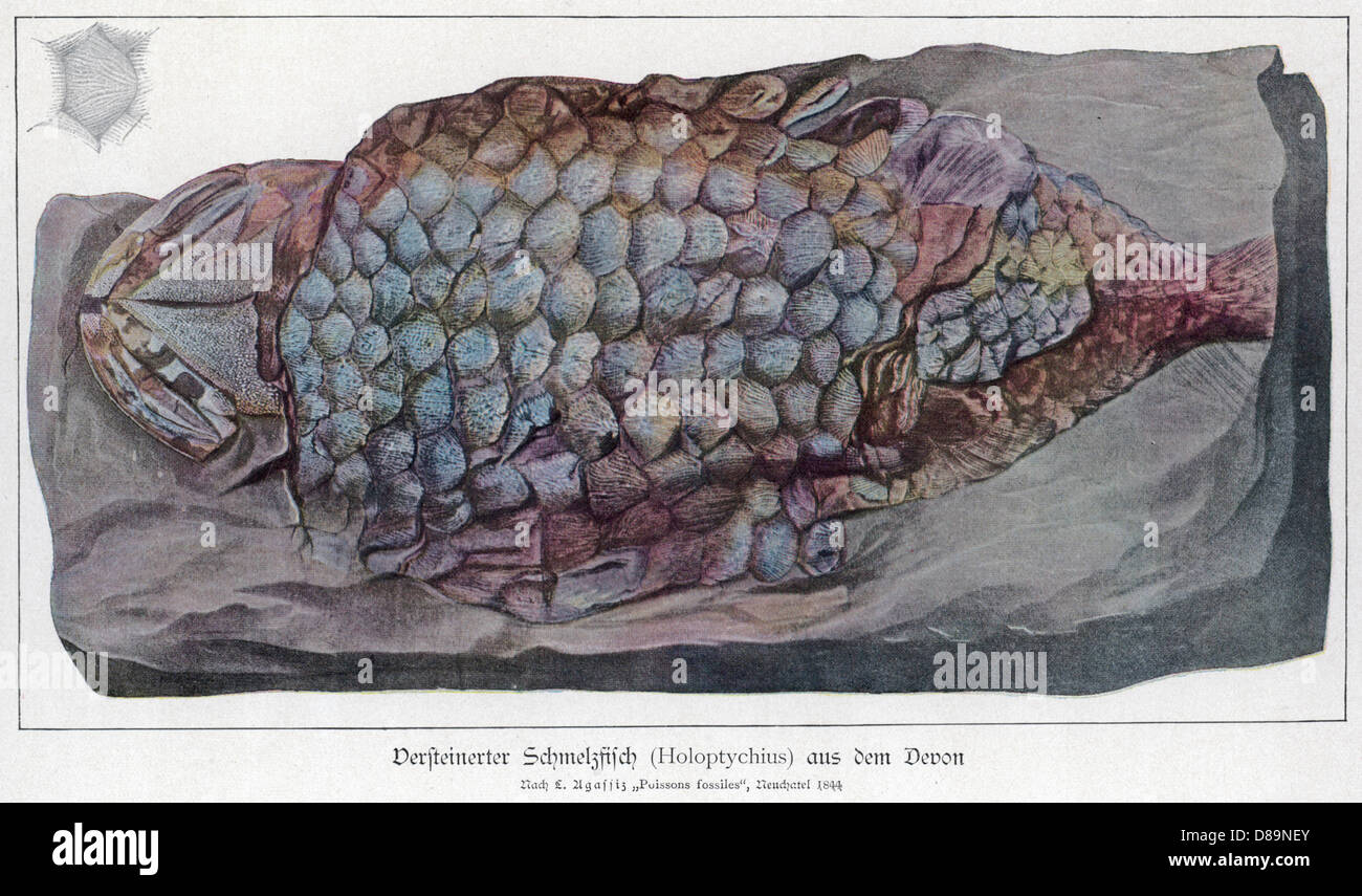 HOLOPTYCHIUS FOSSILE Foto Stock