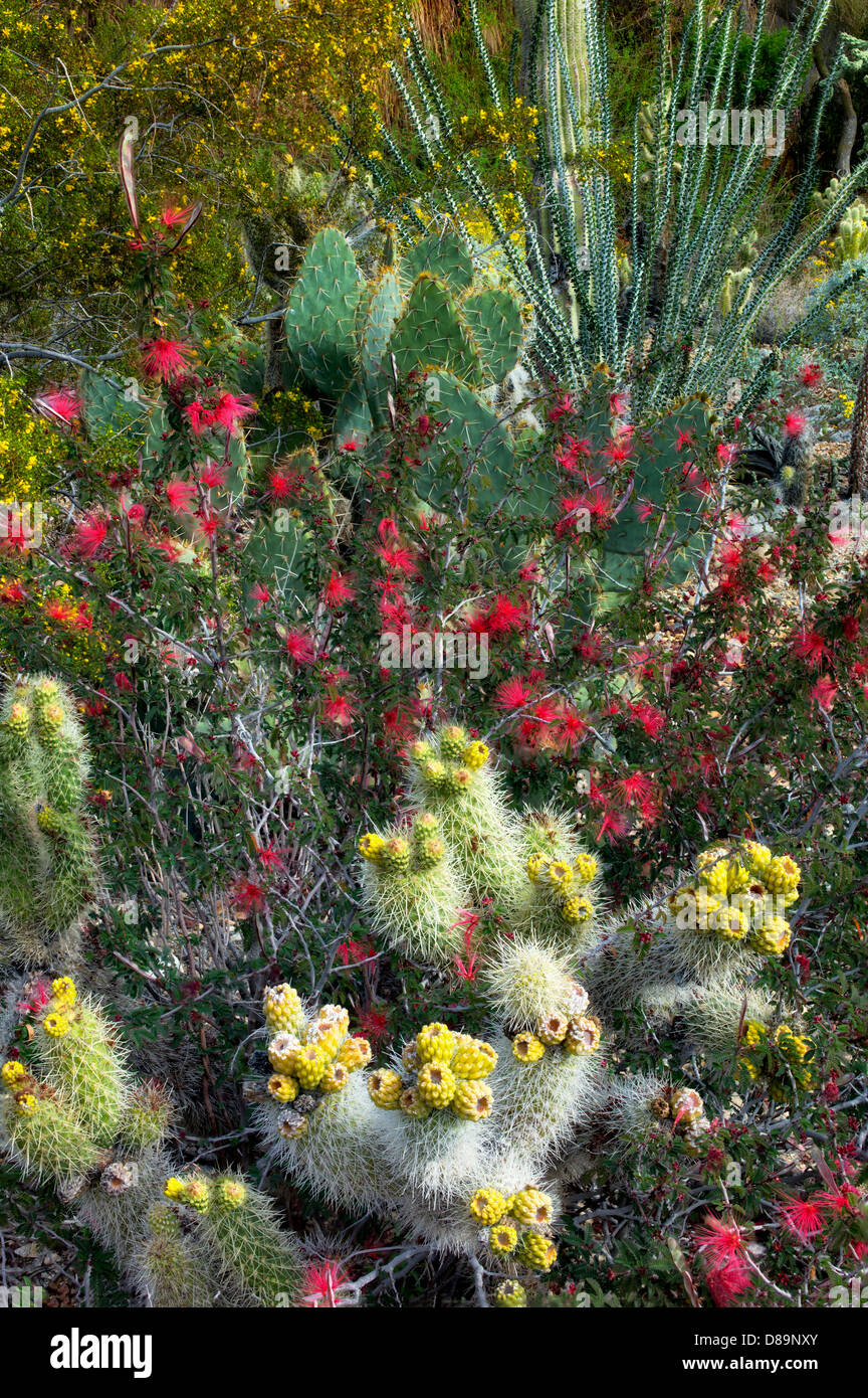Il giardino dei cactus con cholla, fichidindia ocotillo e altri fiori.,l'Living Desert. Palm Desert, California Foto Stock
