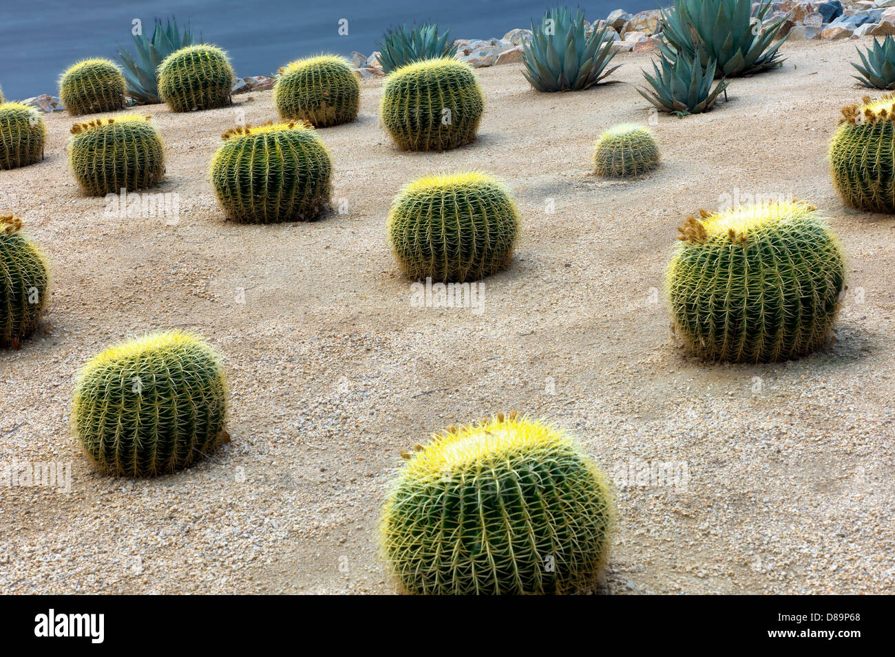 Golden barrell cactus garden. Palm Springs, California Foto Stock