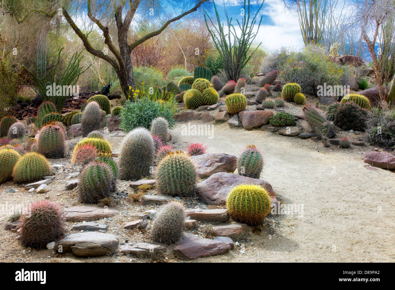 Il giardino dei cactus e il percorso. Il Living Desert. Palm Desert, California Foto Stock