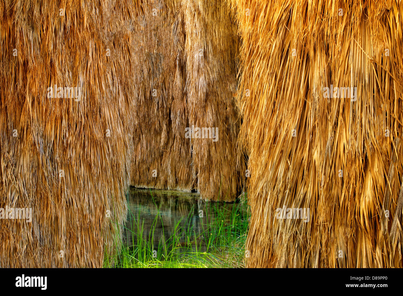 Palme McCallum Pond. Coachella Valley preservare. California Foto Stock