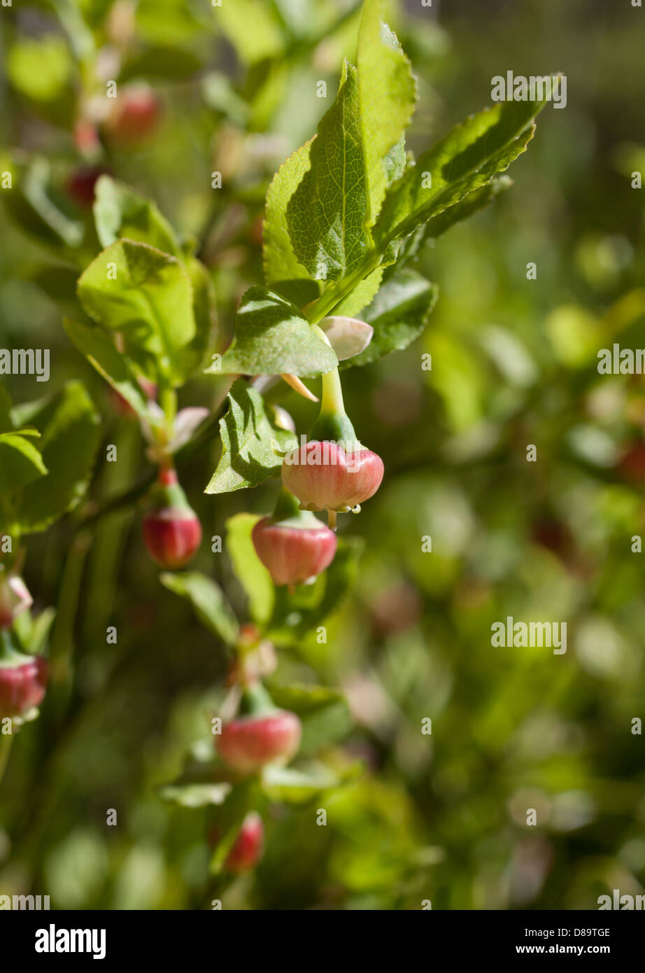 Vaccinium myrtillus Foto Stock