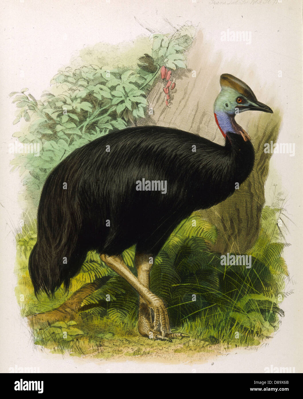 CASSOWARY (GALEATUS) Foto Stock
