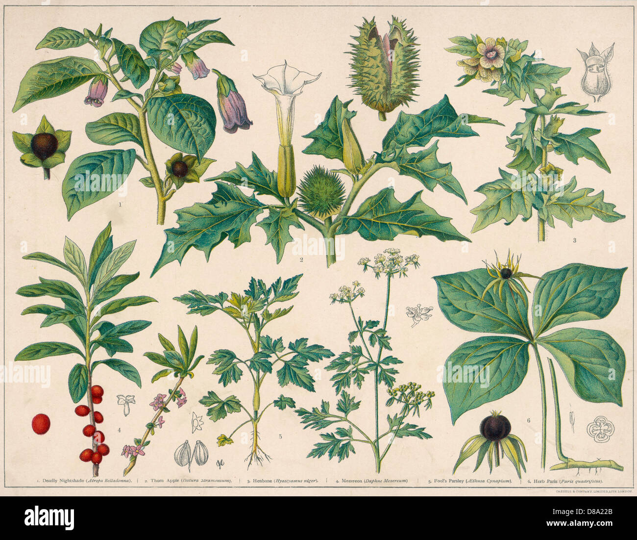 PIANTE VELENOSE Foto Stock