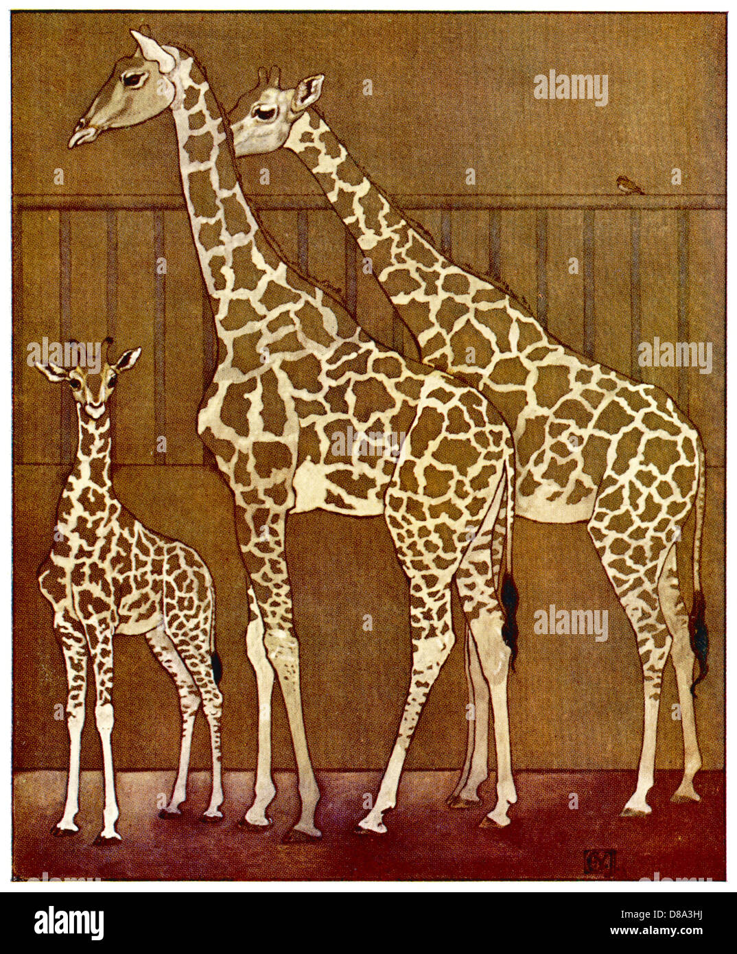 GIRAFFE NELLO ZOO 1912 Foto Stock