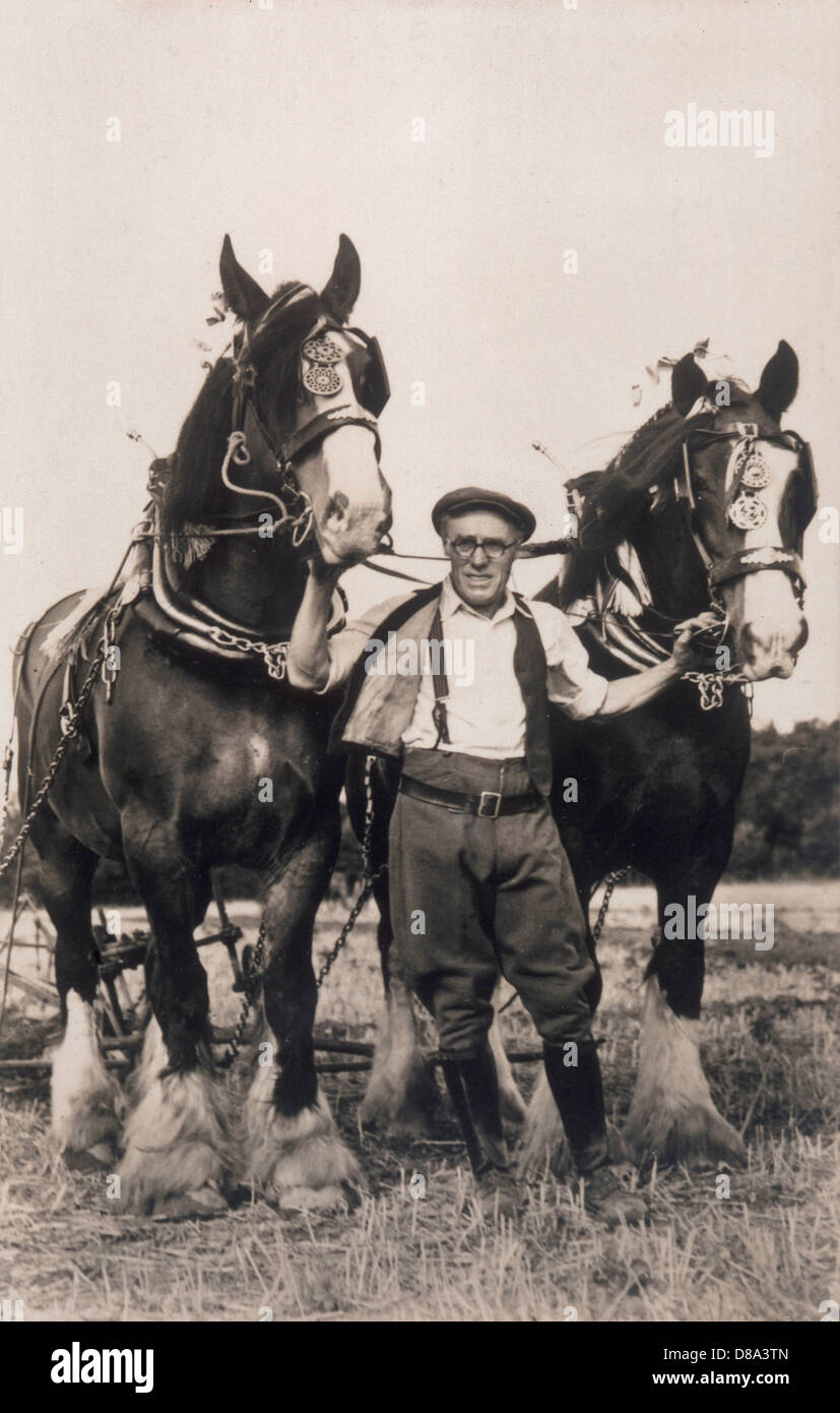 SHIRE CAVALLI AL LAVORO Foto Stock