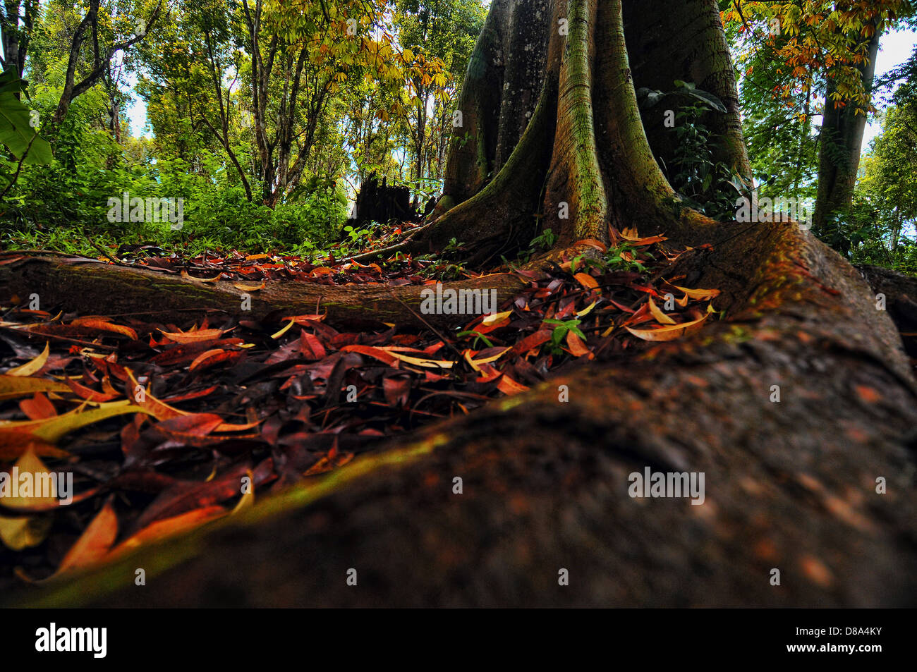 Radice aboue superficie in foresta umida di Zanzibar, Africa Foto Stock