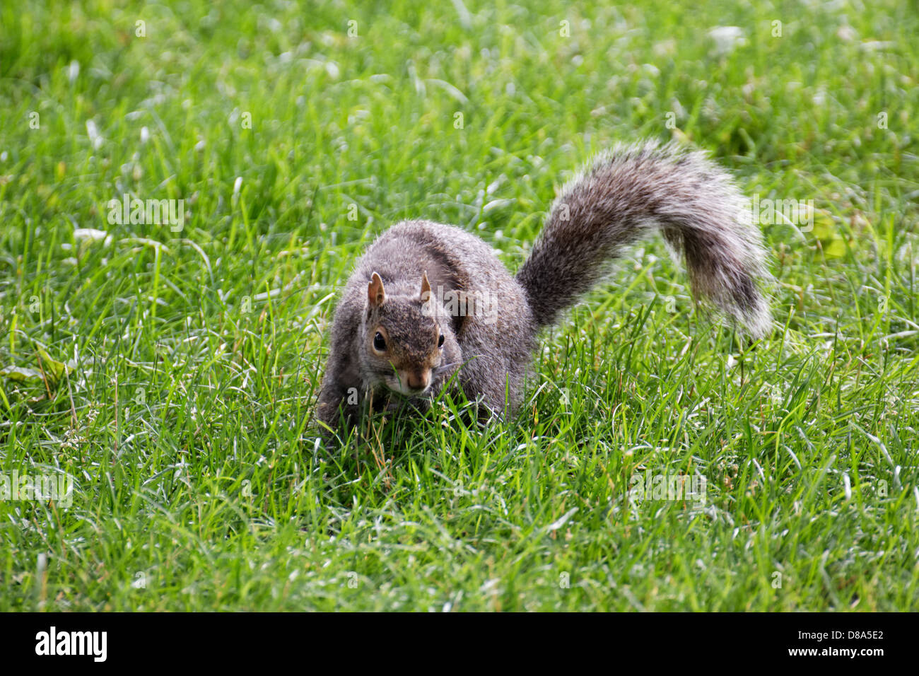 Lo scoiattolo corre attraverso morbida erba verde in Cambridge, MA, Stati Uniti d'America. Foto Stock