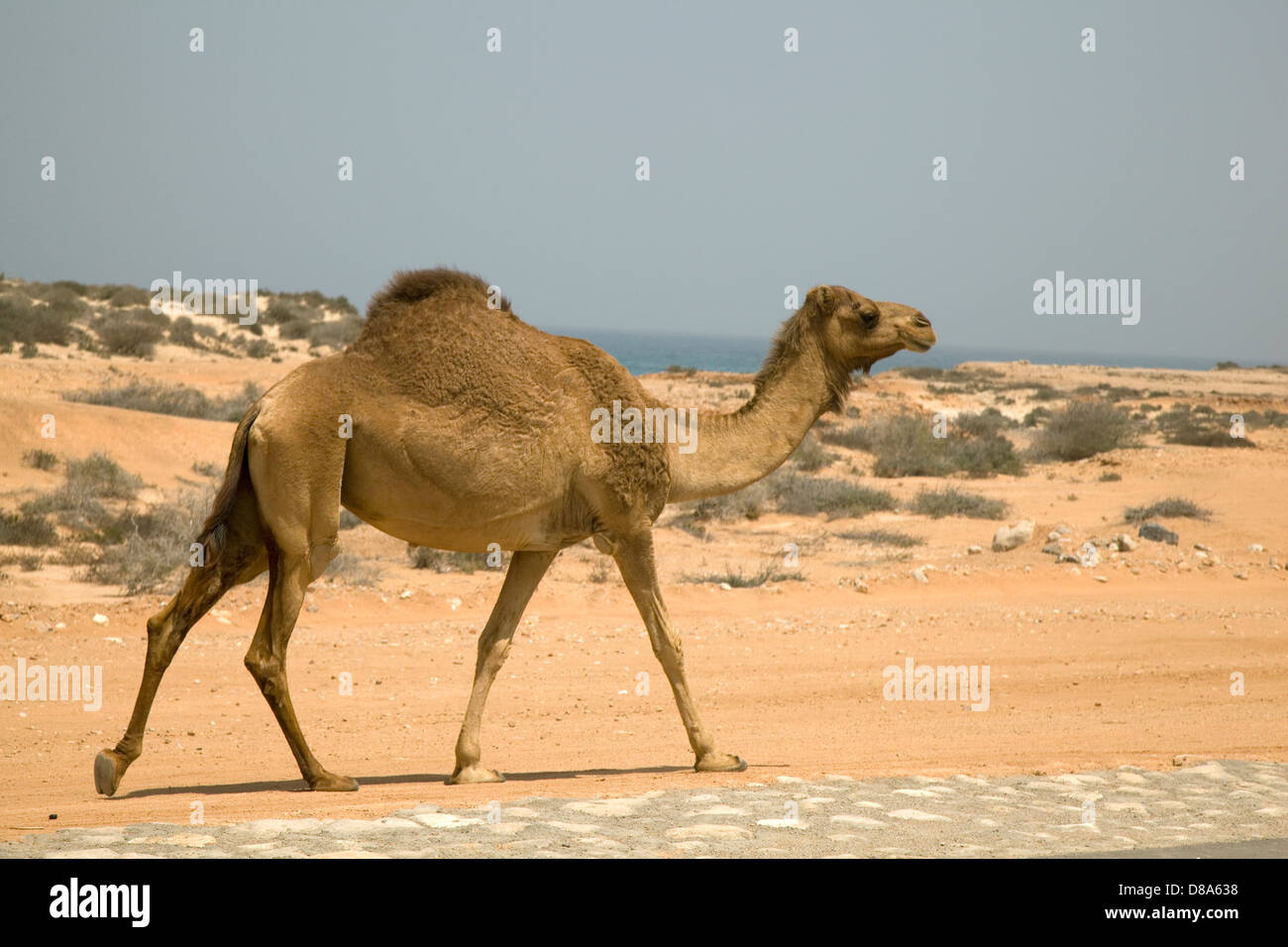 Camel a piedi attraverso il deserto al di fuori di Salalah, Oman Foto Stock