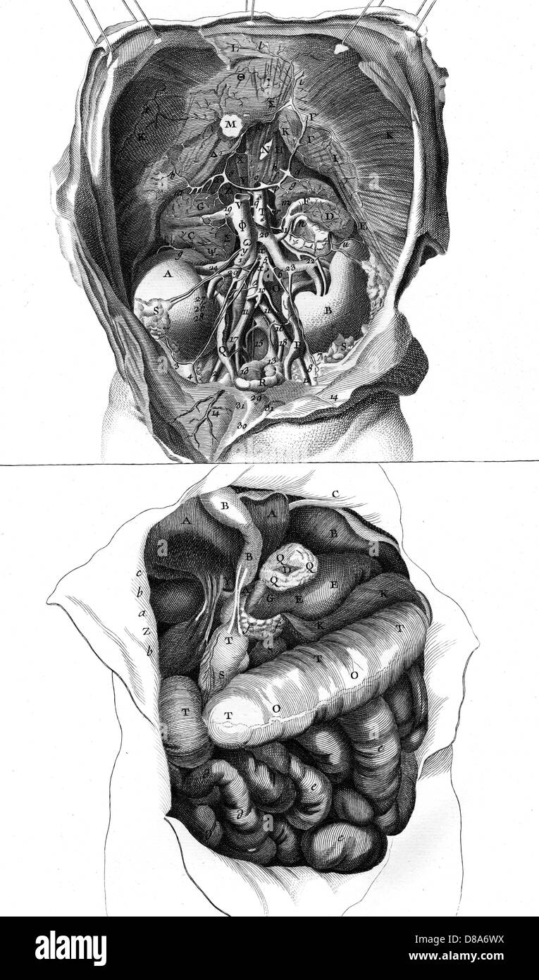 ANATOMIA/RENI 18TH C. Foto Stock