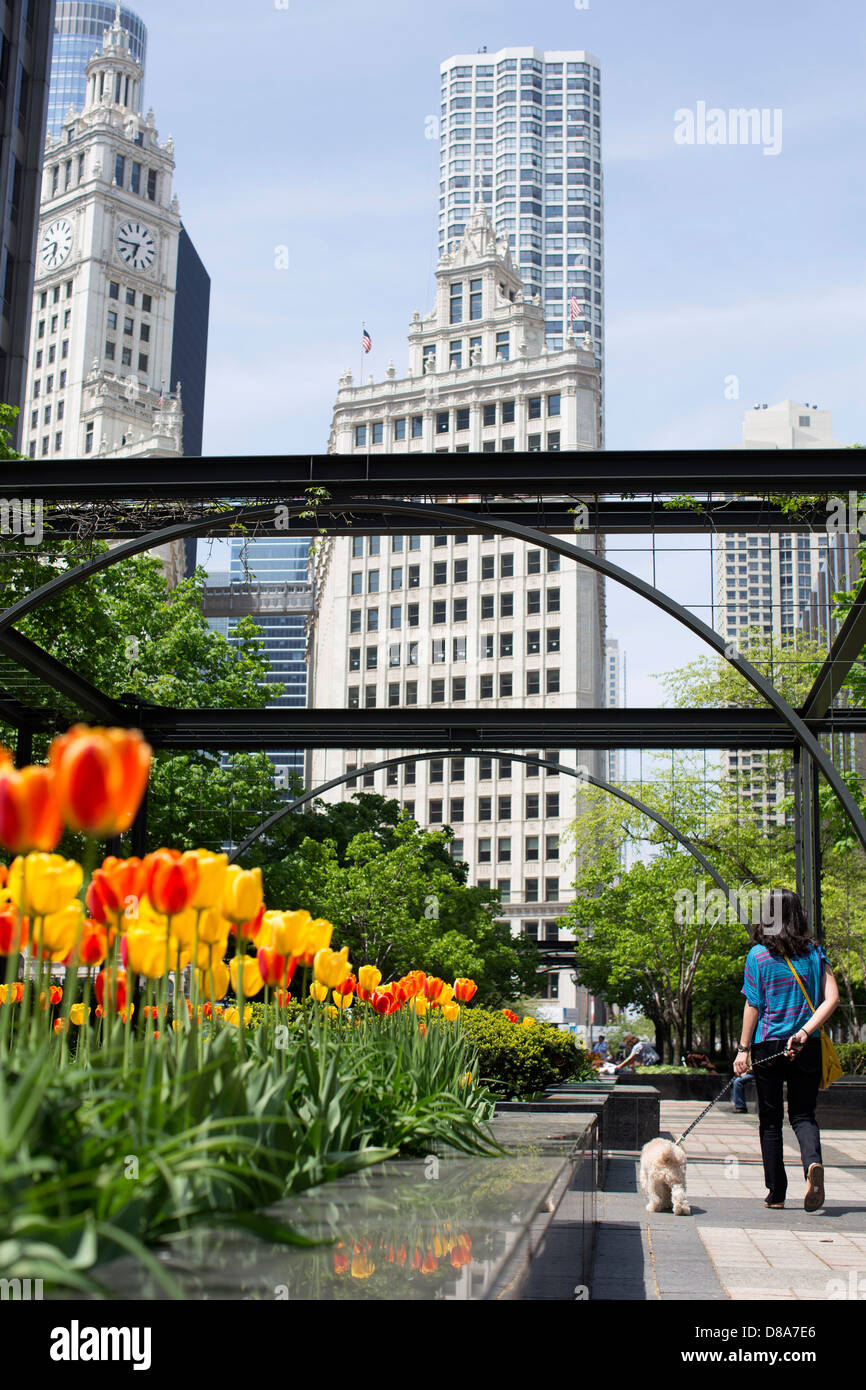 Donna che cammina cane sotto archway in Pioneer corte Chicago Tribune Building Michigan Ave tulip stagione primavera wrigley building Foto Stock