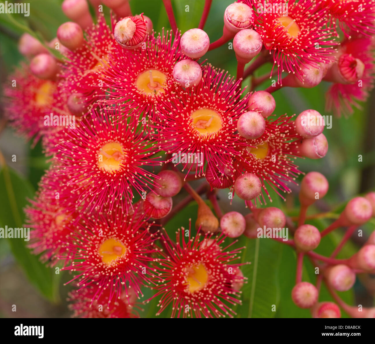 Luminoso rosso vibranti fiori di Australian gum tree nativo di Australia Phytocarpa Estate Red Foto Stock