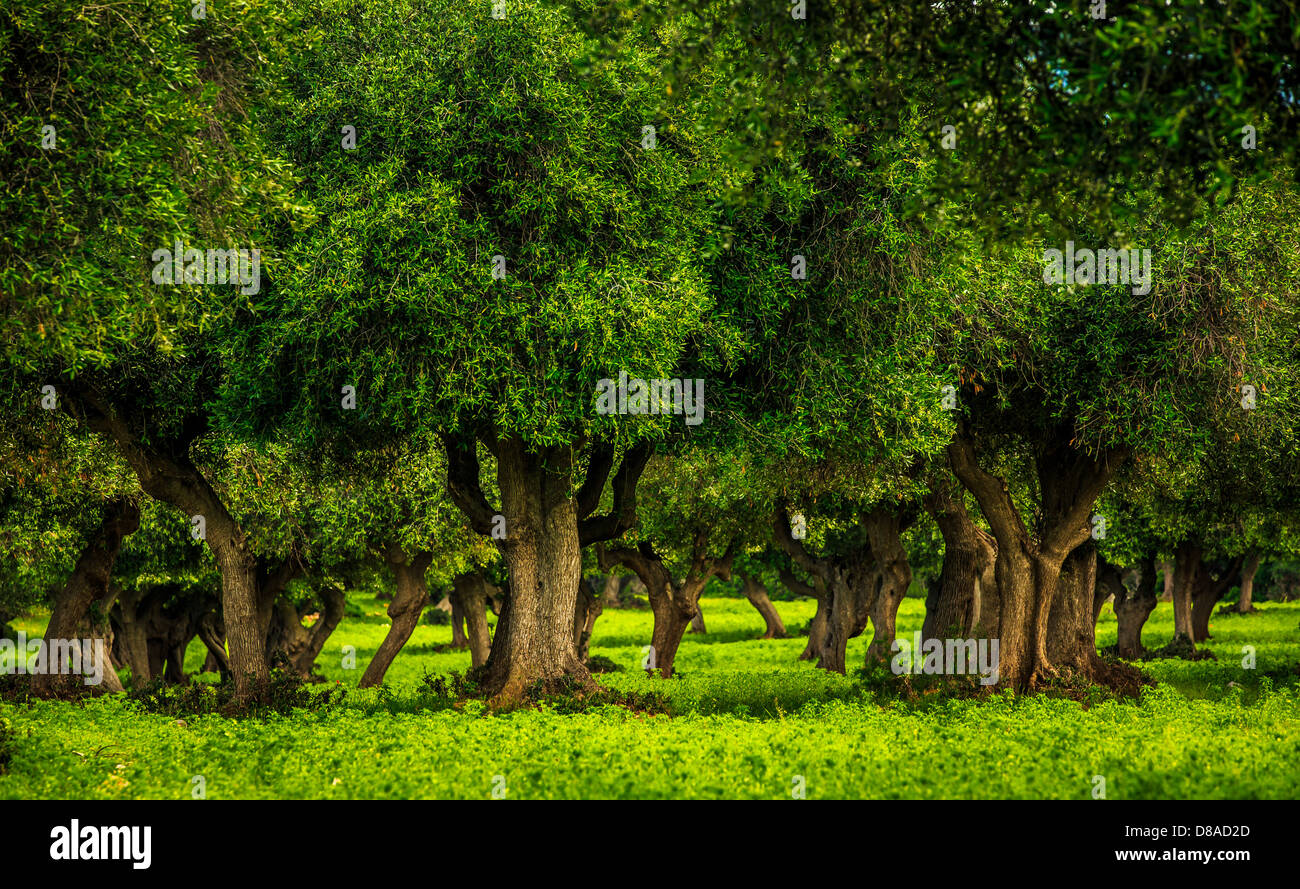 Campi di olivi, il Parco Regionale della Maremma Toscana, Italia Foto Stock