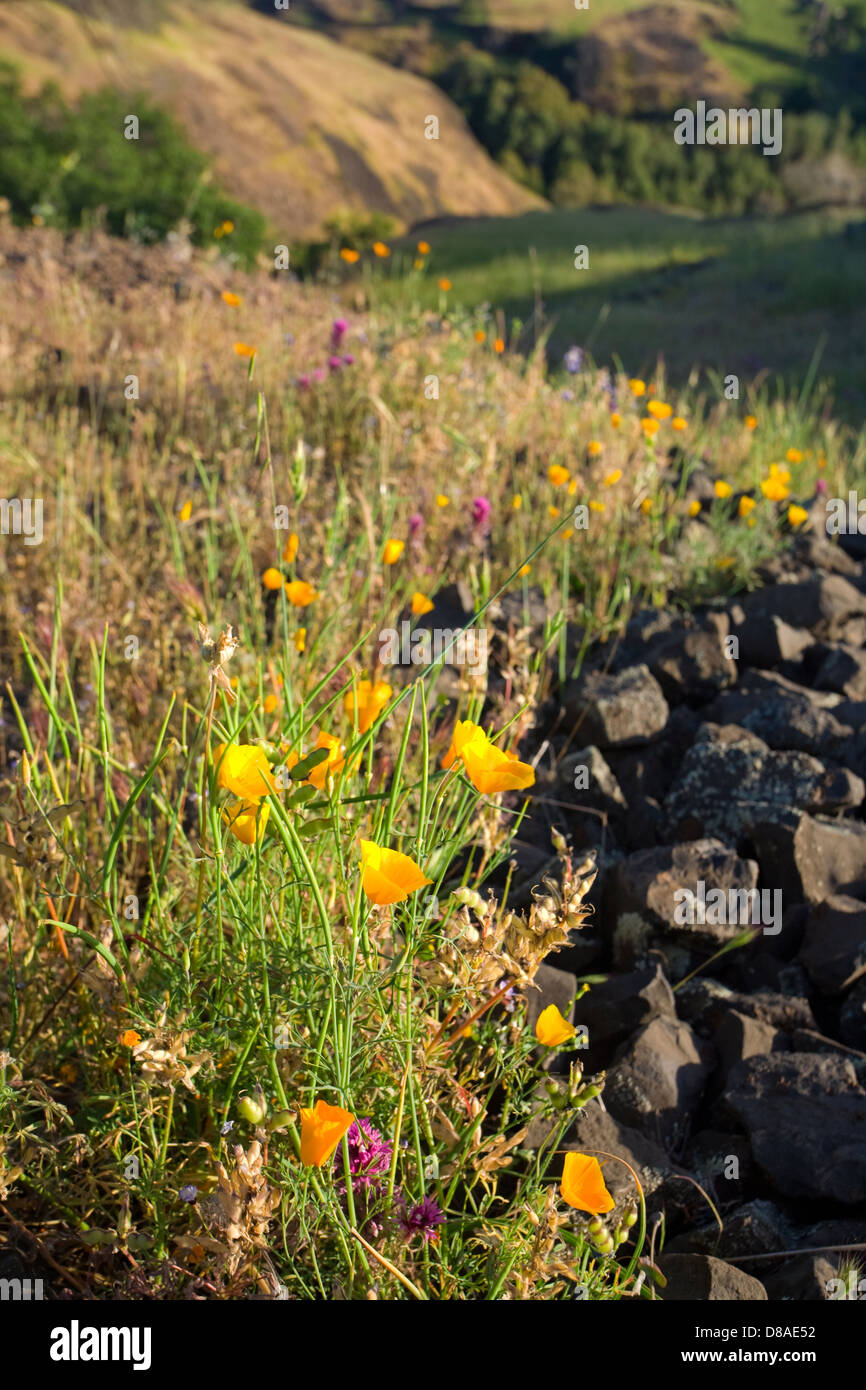 La molla papaveri e altri fiori selvatici in California rurale Foto Stock