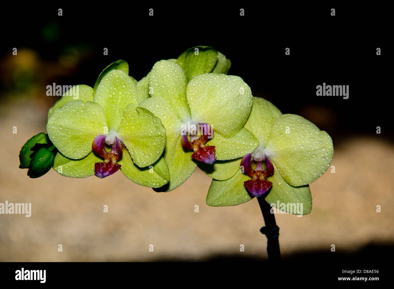 Orchidee contro uno sfondo scuro. Foto Stock