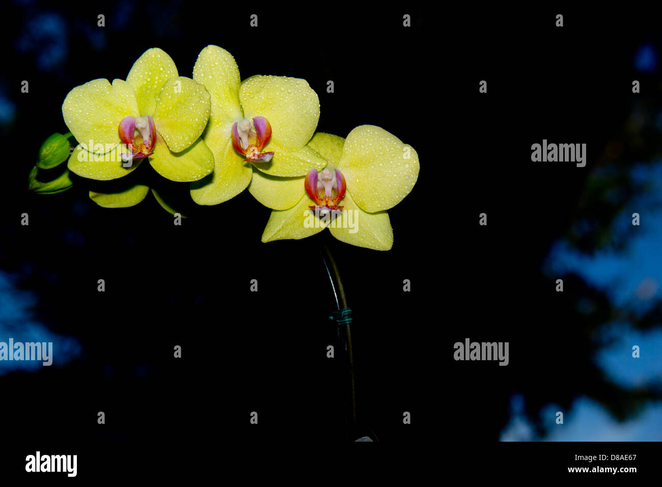 Immagine di un orchidea gialla contro uno sfondo nero. Foto Stock