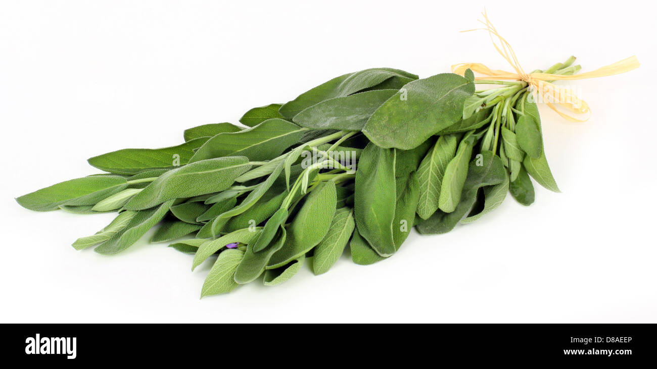 Foglie di salvia isolato su bianco Foto Stock