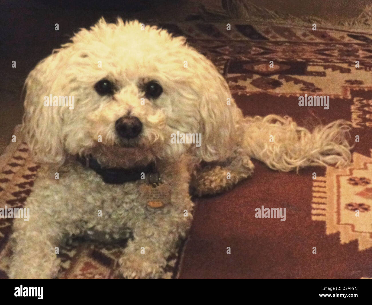 Un cane maltese con pelliccia morbida e riccia bianca posa per la macchina fotografica. Questa piccola razza è conosciuta per la sua natura affettuosa e il cappotto ipoallergenico, che lo rendono un animale domestico da compagnia molto apprezzato. Foto Stock