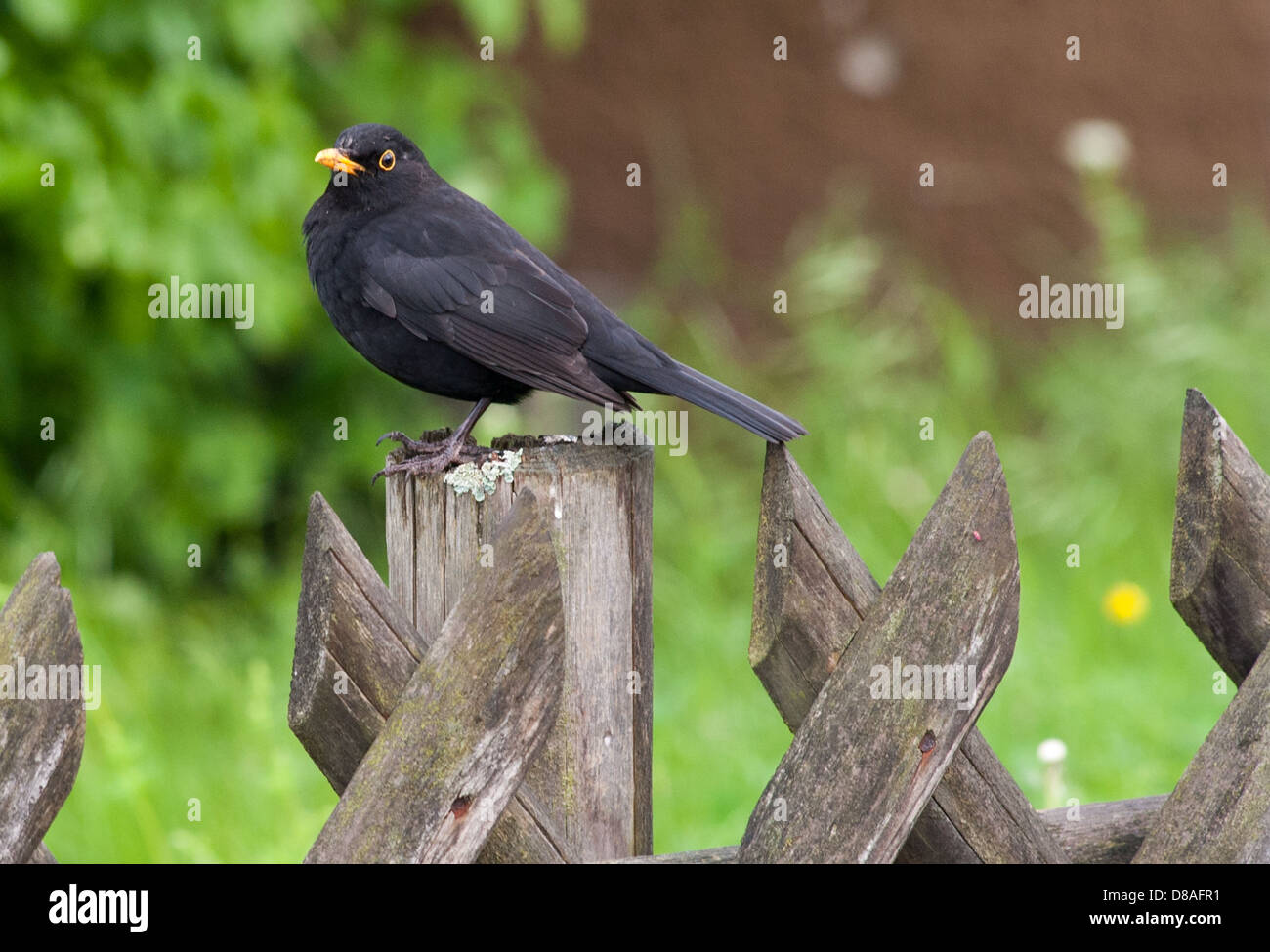 Maschio nero uccello (Turdus merula), adulto, sul recinto / Amsel (Maennchen) sitzt auf Holzzaun Foto Stock