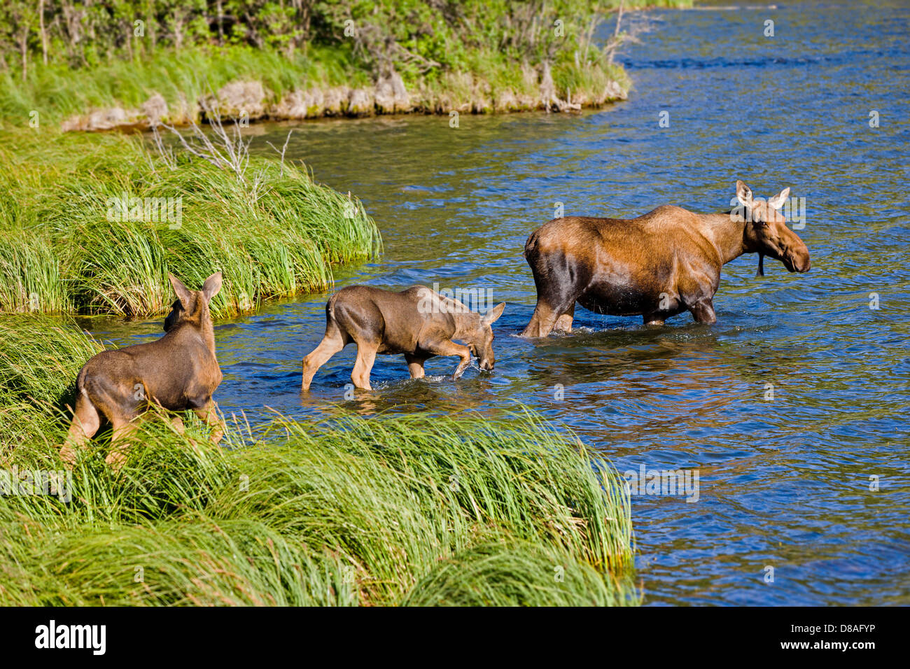 Alci femmina e due vitelli di nuoto in Town Lake, chitina, Alaska, STATI UNITI D'AMERICA Foto Stock