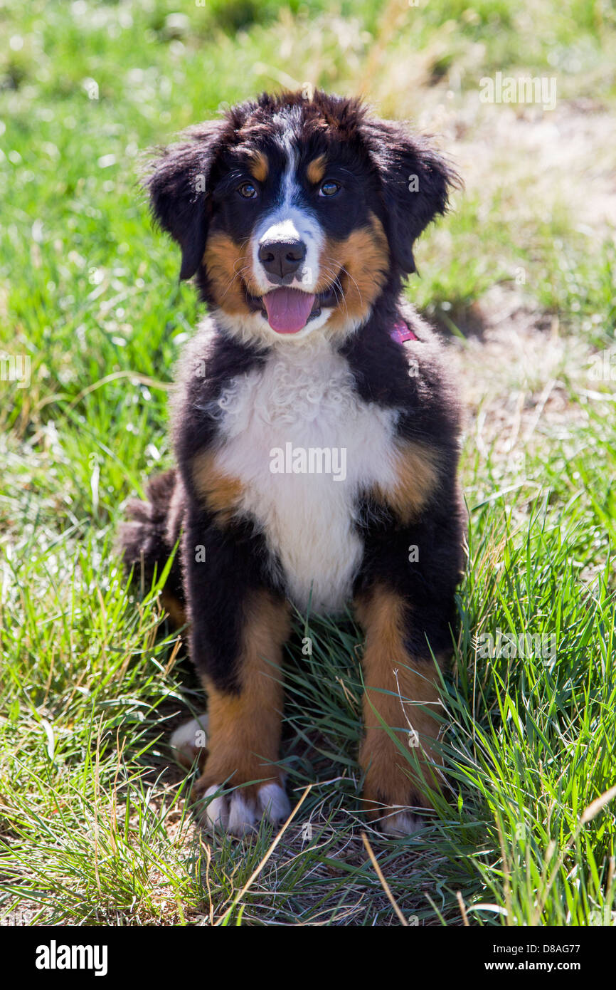 Tre mese vecchio Bovaro del Bernese cucciolo. Una razza di lavoro e pastorizia farm cane originariamente dalla Svizzera Foto Stock