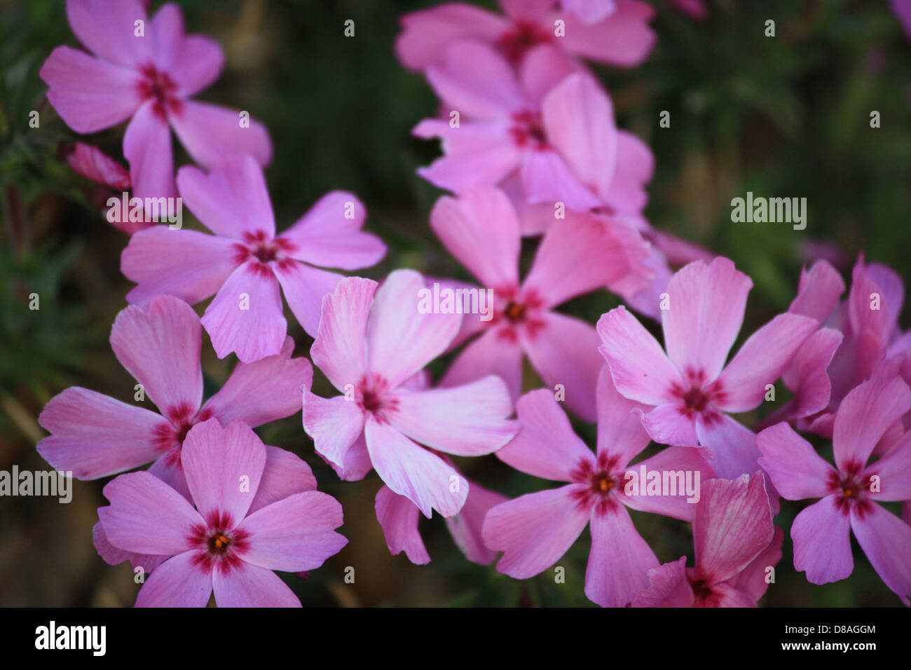 Fiori rosa fioriscono su phlox strisciante (*Phlox subulata*), un perenne a bassa crescita. Questi fiori si trovano spesso nei giardini e sono noti per il loro colore vibrante e la loro natura diffusa. Foto Stock