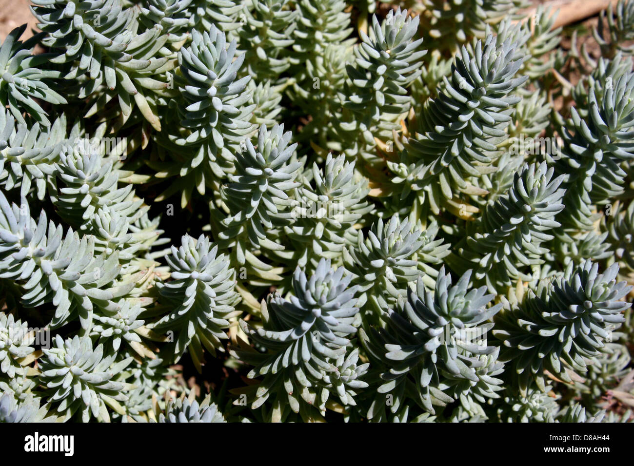 Il sedum di pietra d'argento (Sedum forsterianum), comunemente noto come stonecrop, è una pianta succulenta e resistente. Ha foglie carnose, verdi-argento e produce fiori gialli. Questa pianta è nota per la sua tolleranza alla siccità e la sua capacità di prosperare in ambienti rocciosi e secchi. Foto Stock