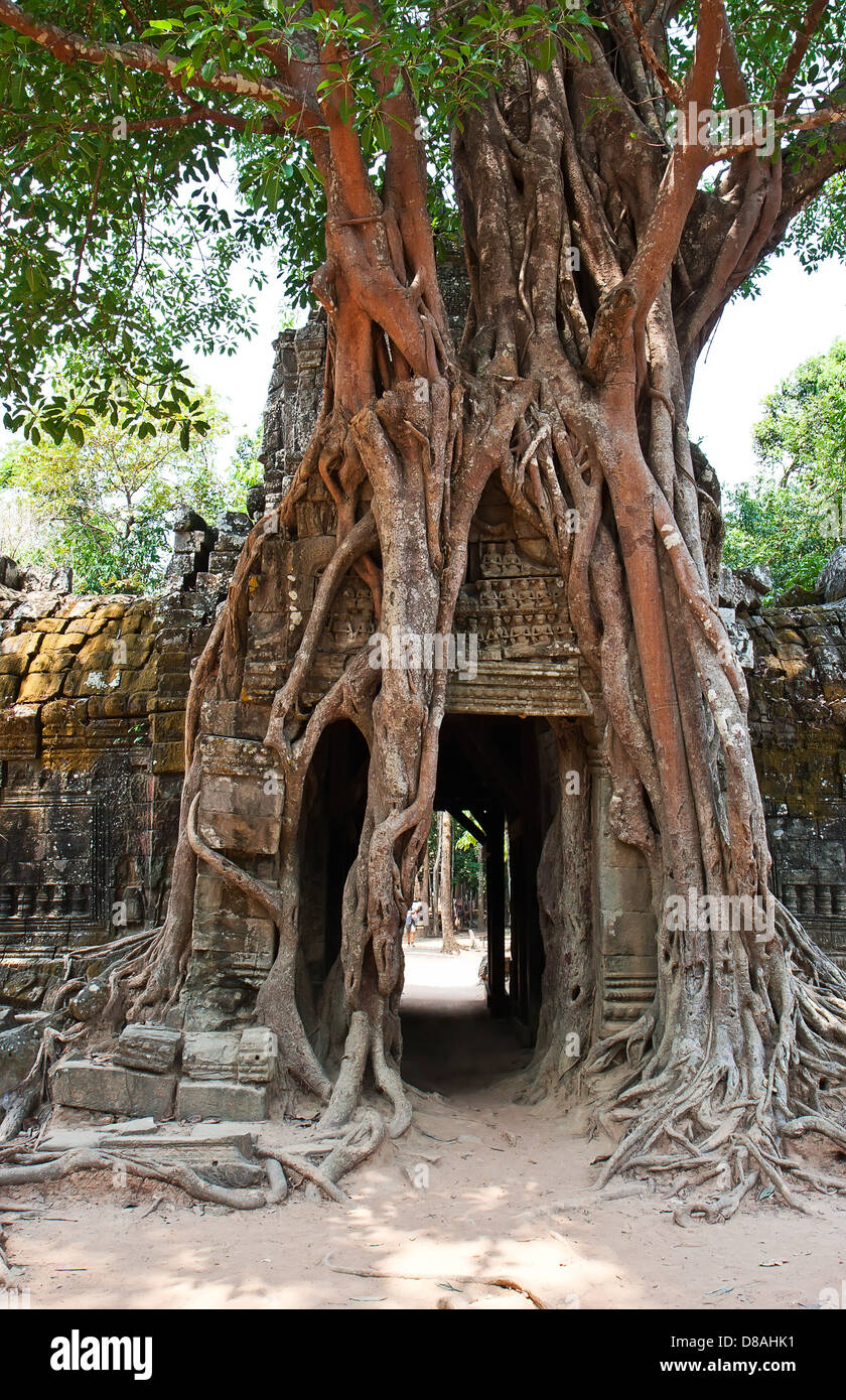 Albero gigante che cresce su antiche rovine di Ta Prohm tempio di Angkor Wat, Siem Reap, Cambogia Foto Stock