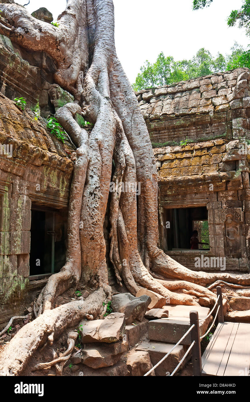 Albero gigante che cresce su antiche rovine di Ta Prohm tempio di Angkor Wat, Siem Reap, Cambogia Foto Stock