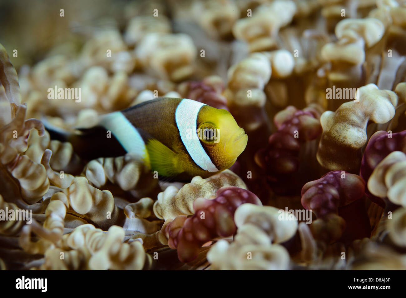 Un adolescente Clark Anemonefish nuoto nella sua anemone. Grande modello anemone e colori Foto Stock